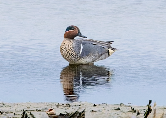 Green-winged Teal - ML554292211