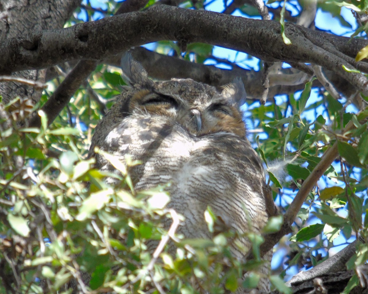 Lesser Horned Owl - ML554292551