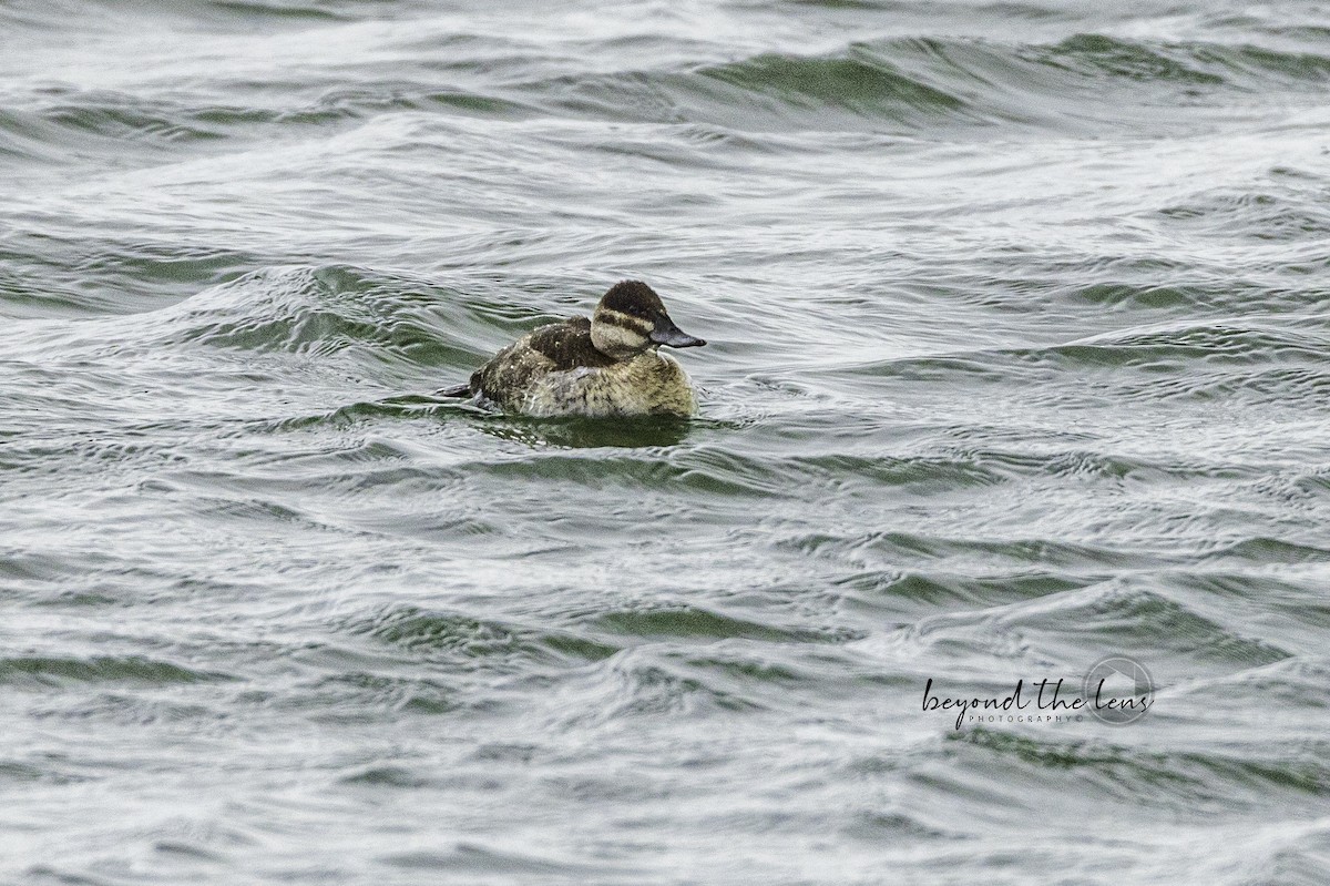 Ruddy Duck - ML554292701