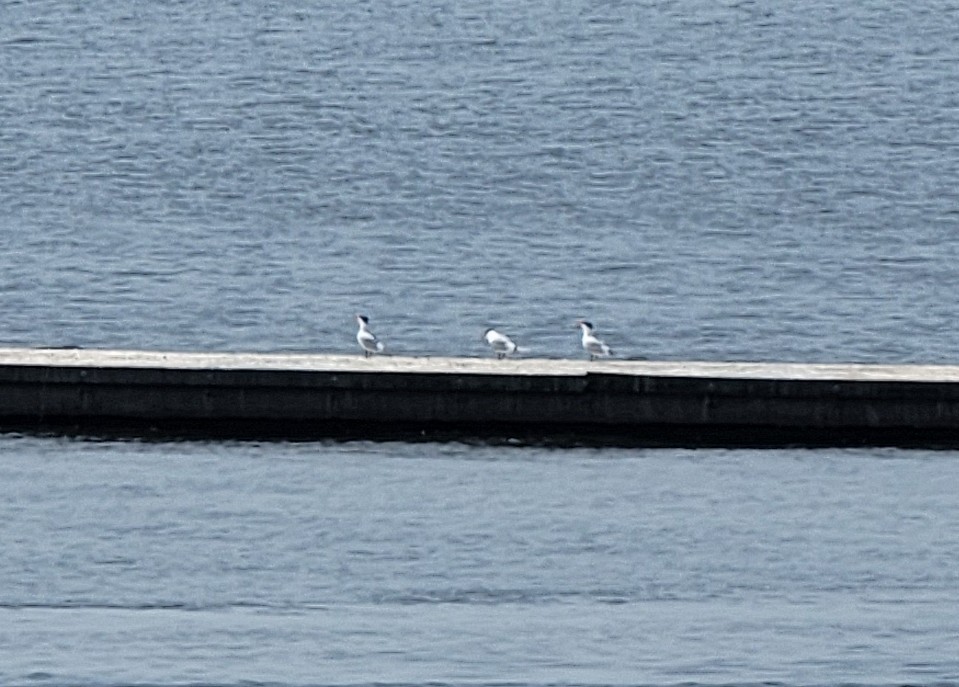 Caspian Tern - ML554295651