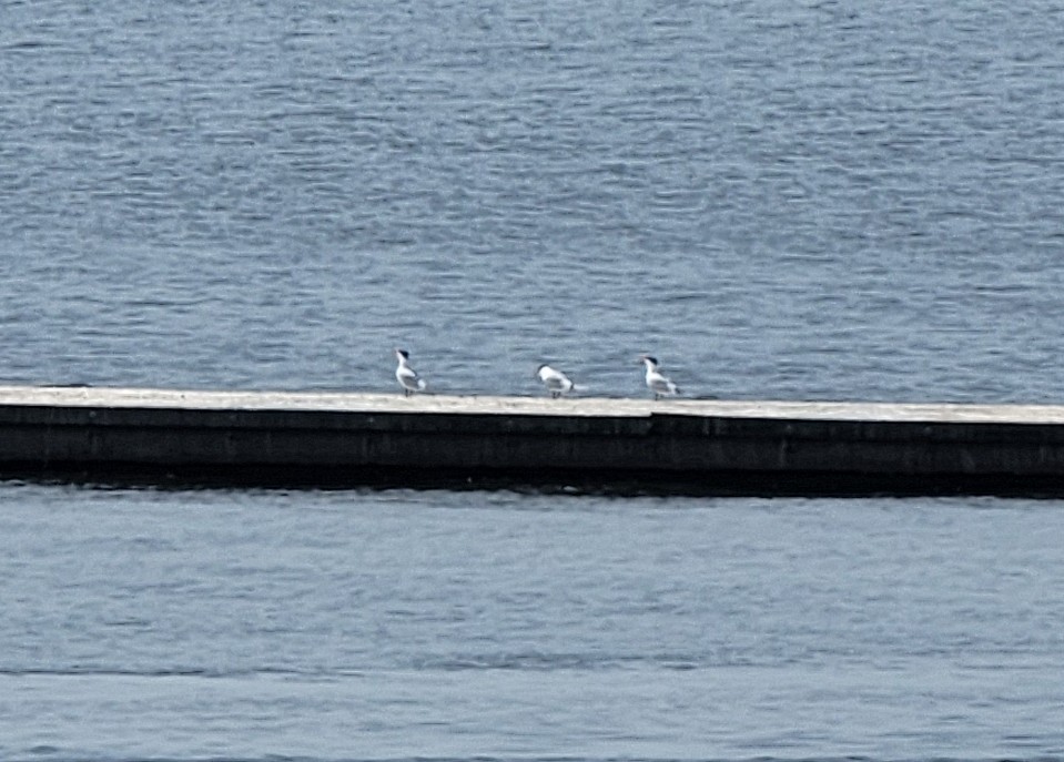 Caspian Tern - Mark DiGiovanni