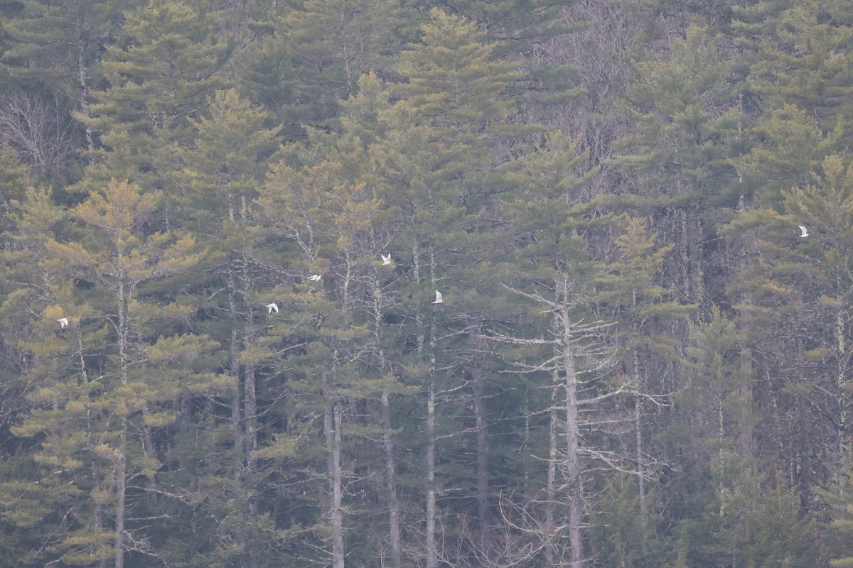 Bonaparte's Gull - ML554296251