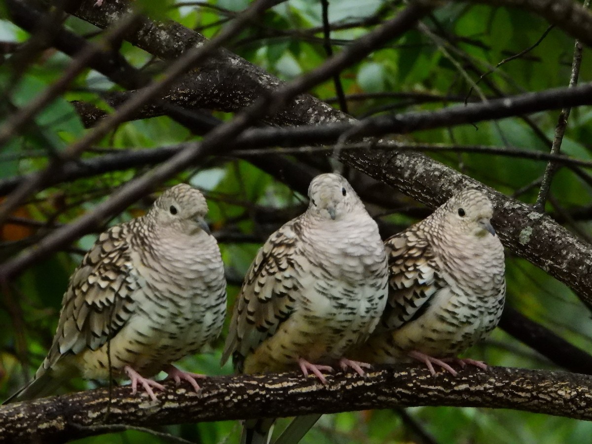 Scaled Dove - ML554296891