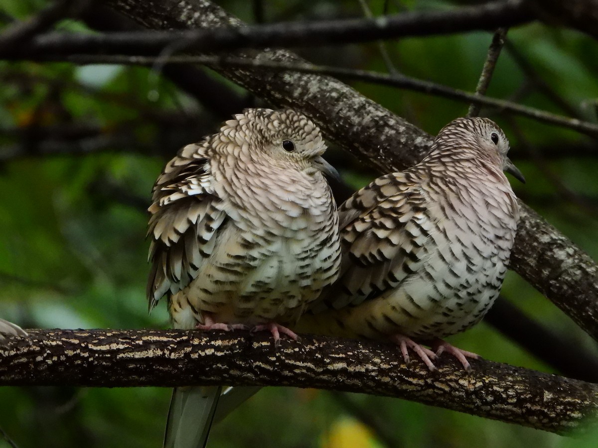 Scaled Dove - ML554296981