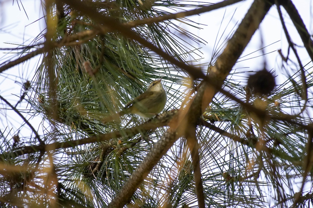 Japanese Bush Warbler - ML554297141