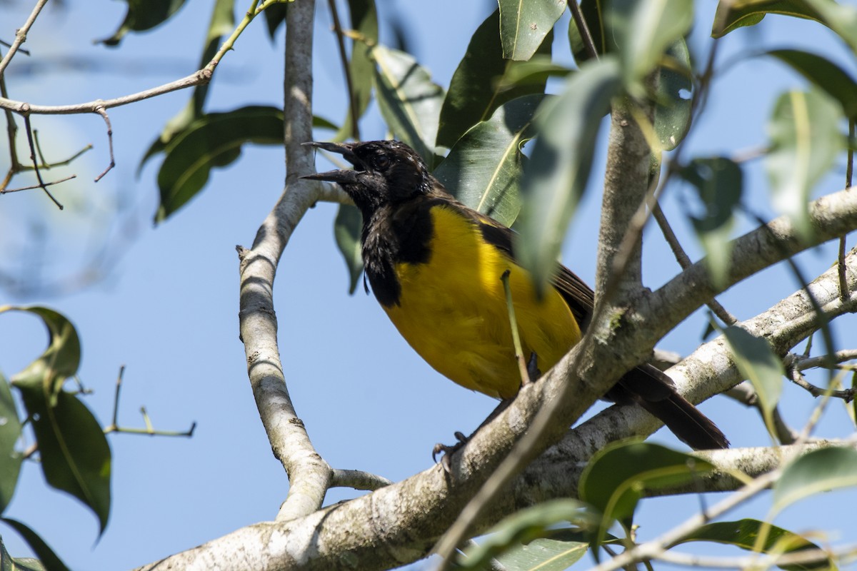 Yellow-rumped Marshbird - Luiz Carlos Ramassotti