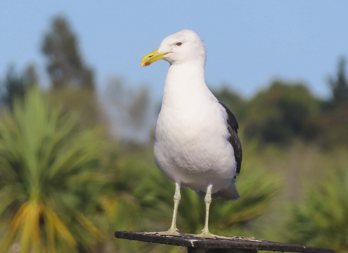 Gaviota Cocinera - ML554297241