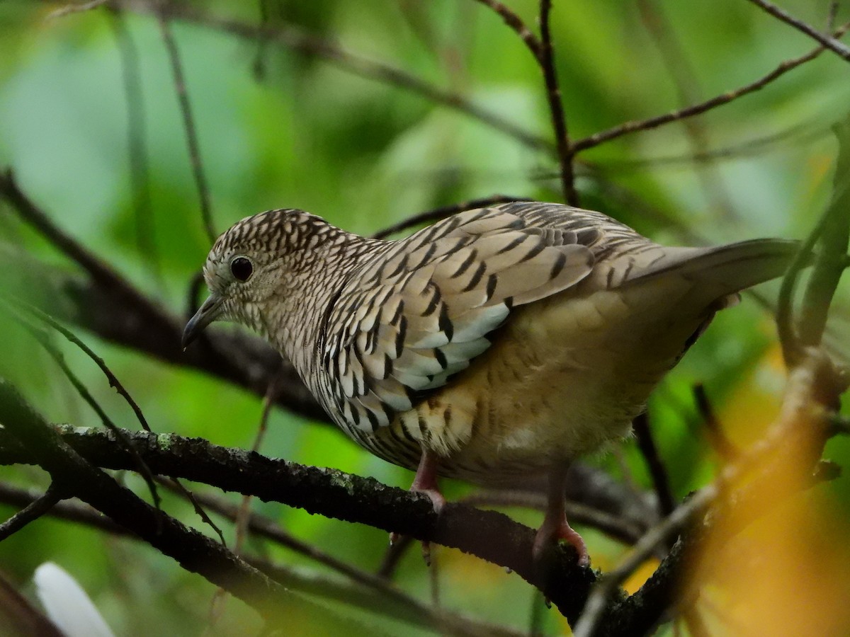 Scaled Dove - ML554297251
