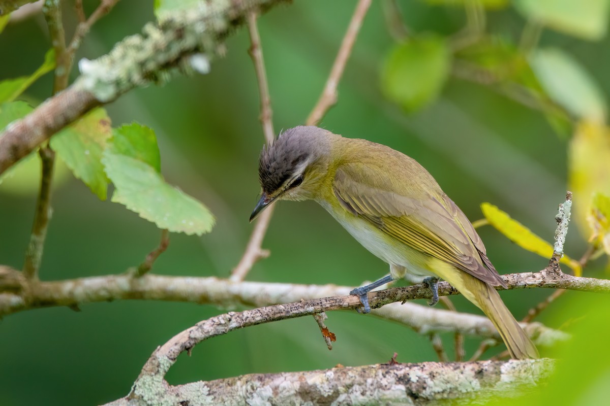 brunøyevireo - ML554298031