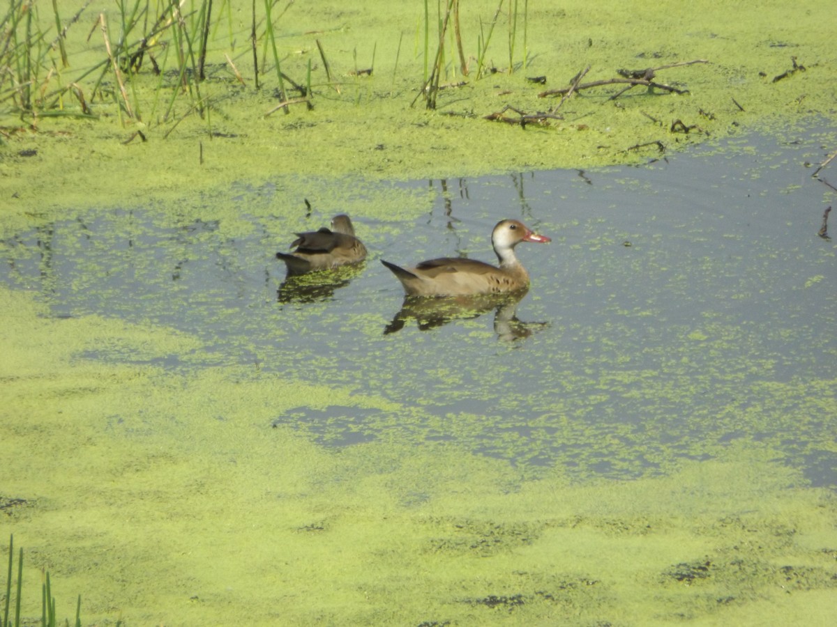 Canard amazonette - ML554298561