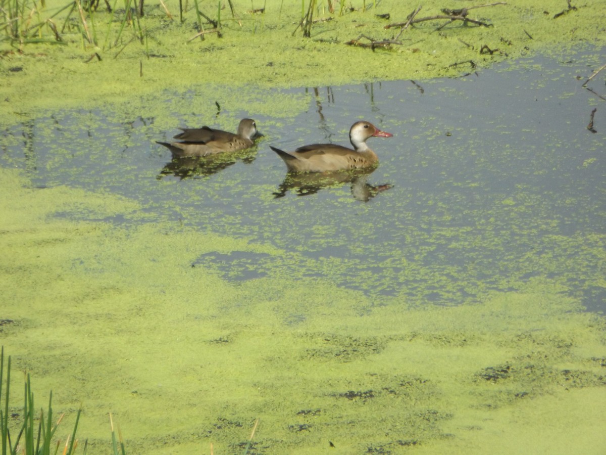 Brazilian Teal - UEDSON REGO