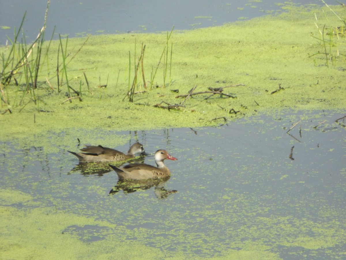 Brazilian Teal - UEDSON REGO