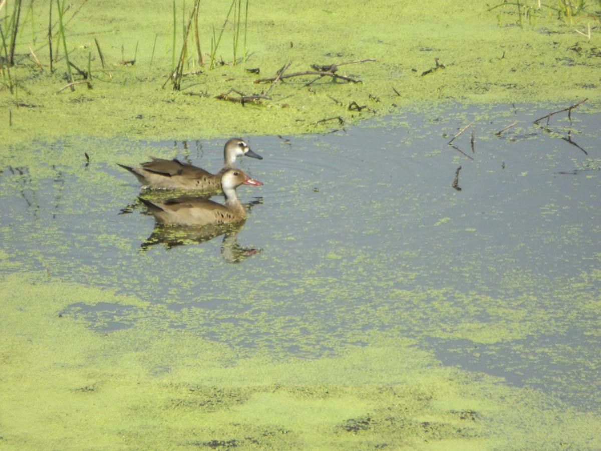 Brazilian Teal - UEDSON REGO