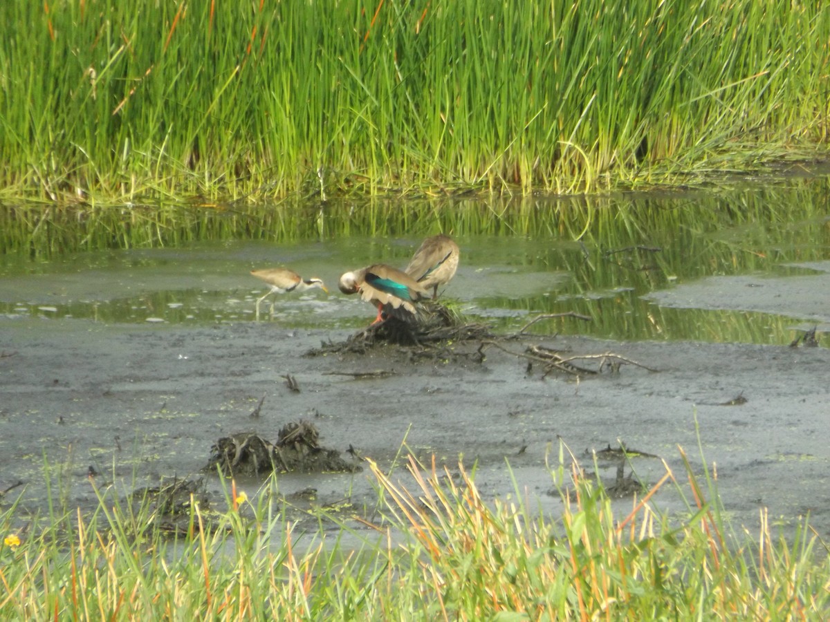 Brazilian Teal - UEDSON REGO