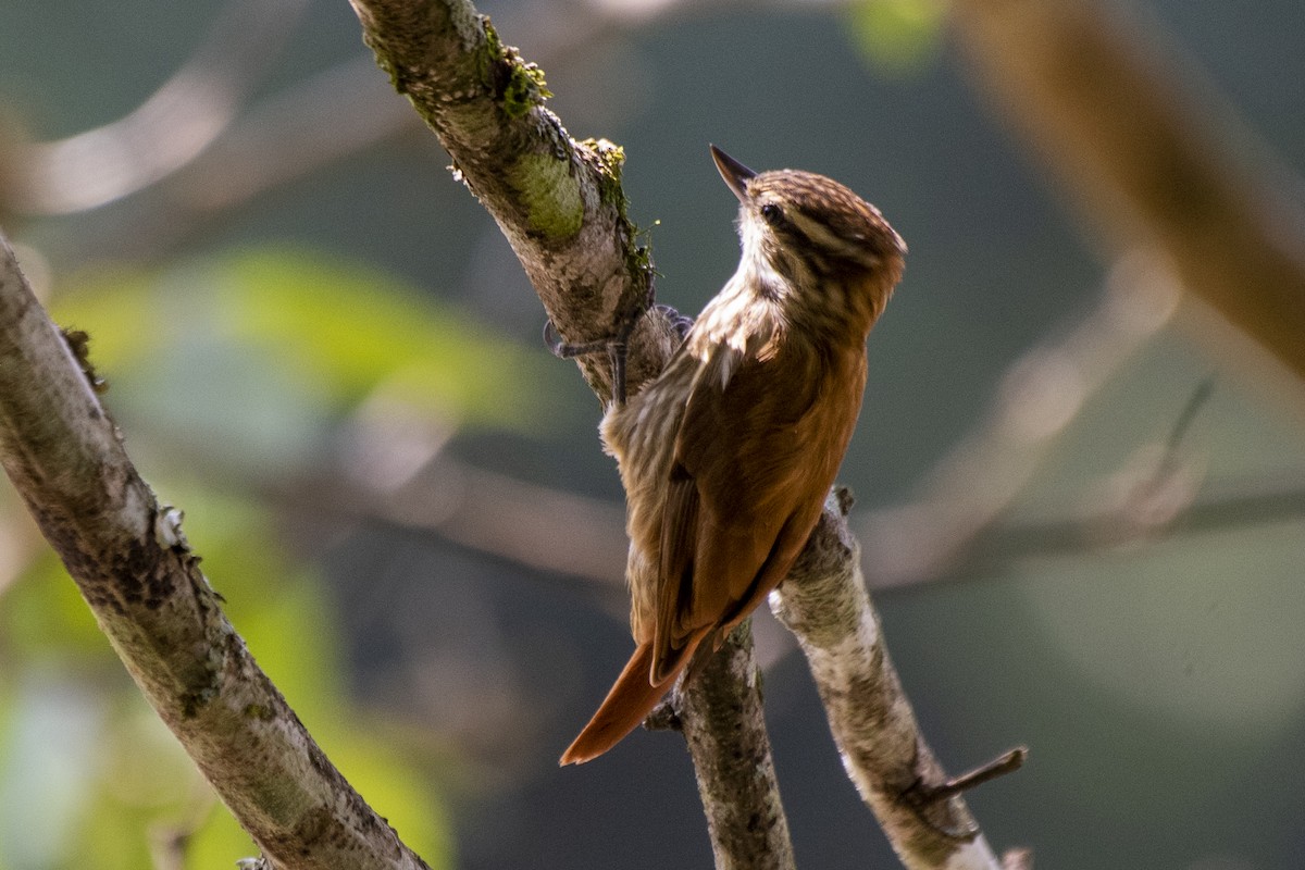 Streaked Xenops - ML554298891