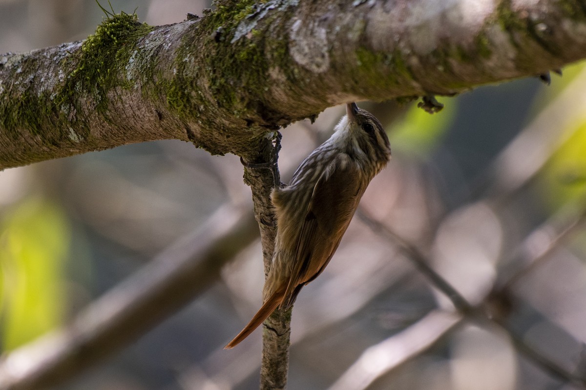 Streaked Xenops - ML554298911