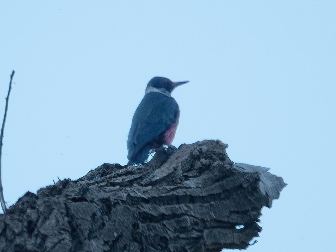 Lewis's Woodpecker - ML554300651