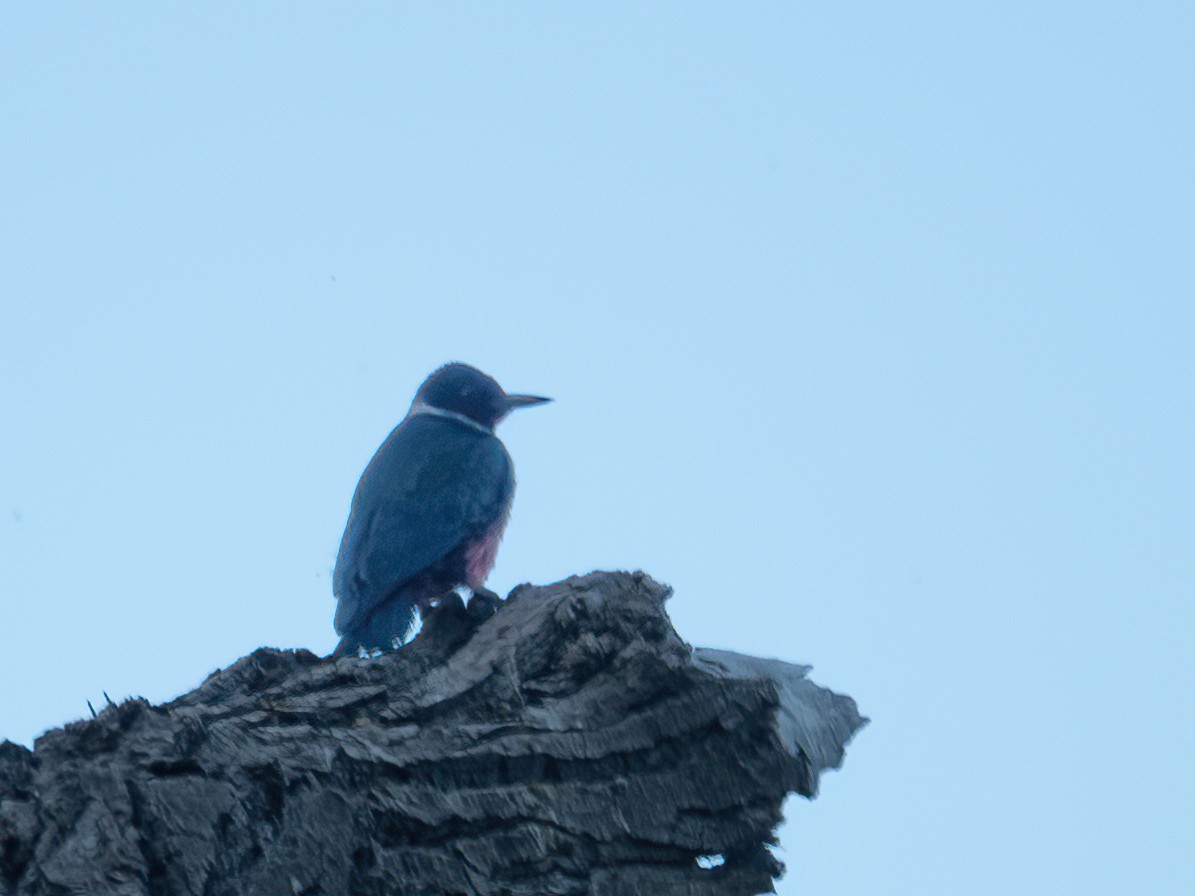 Lewis's Woodpecker - ML554300721