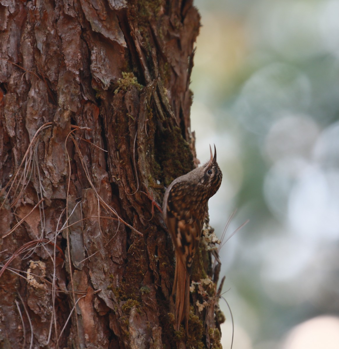 Hume's Treecreeper - simon walkley