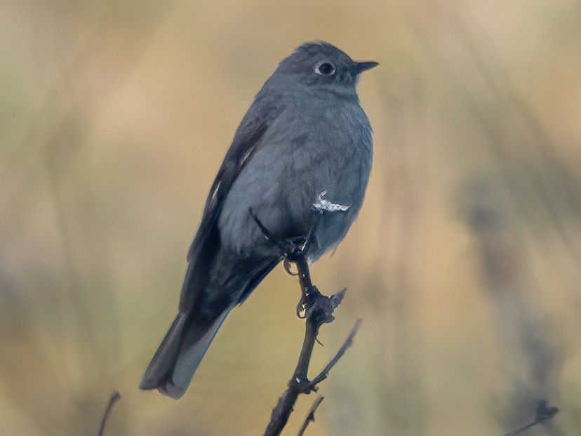 Townsend's Solitaire - ML554301851