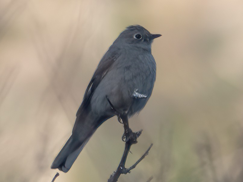 Townsend's Solitaire - ML554301861