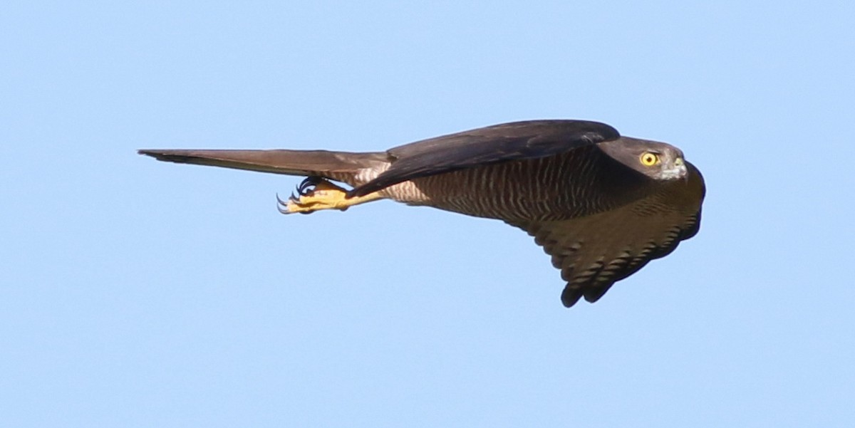 Brown Goshawk - Derek Stokes