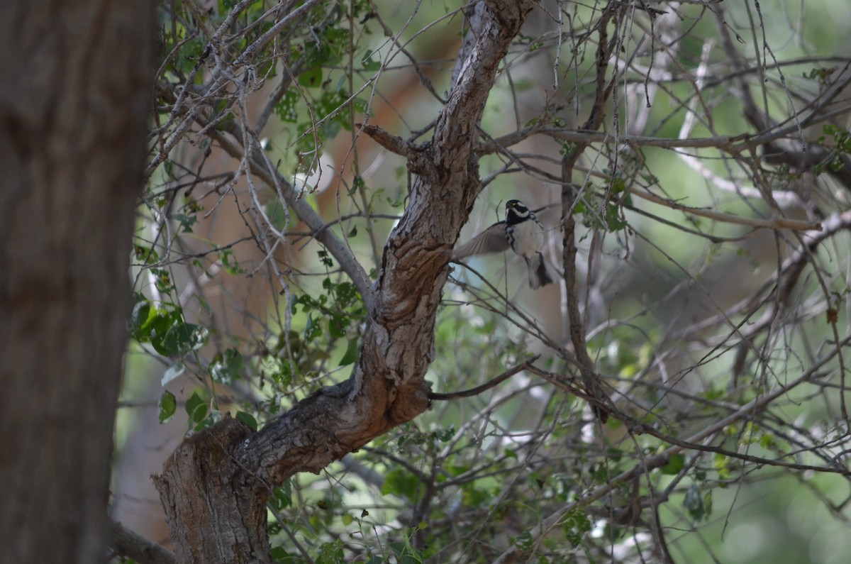 Black-throated Gray Warbler - ML554306881