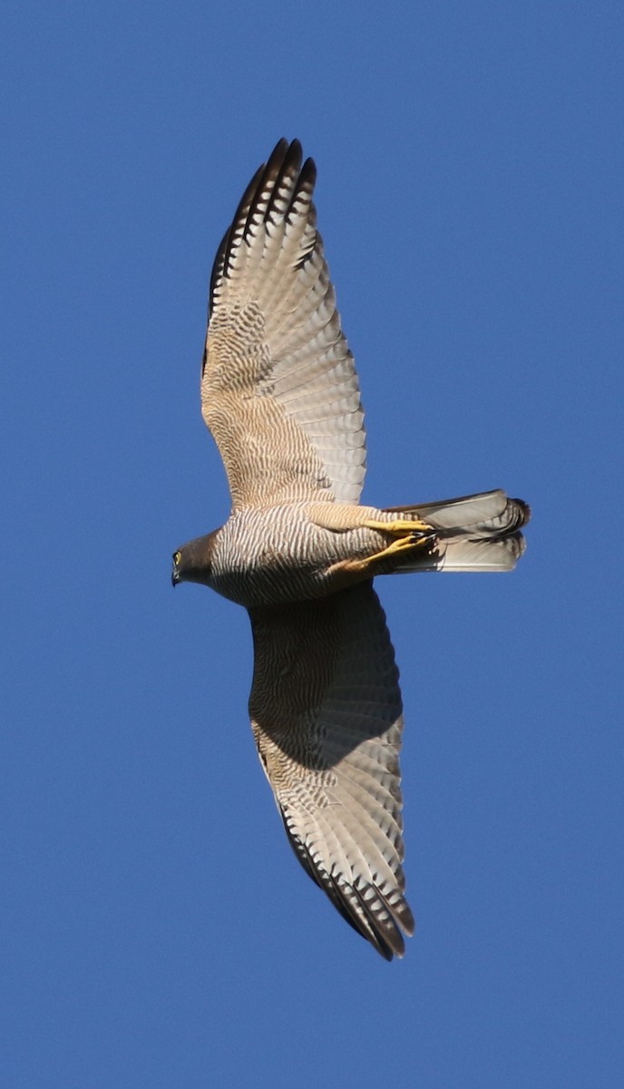 Brown Goshawk - Derek Stokes