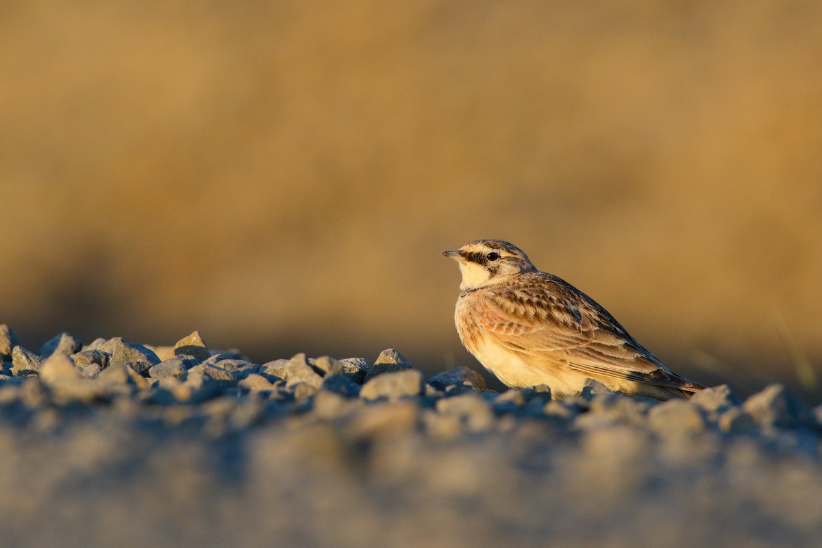 Horned Lark - Scott Carpenter