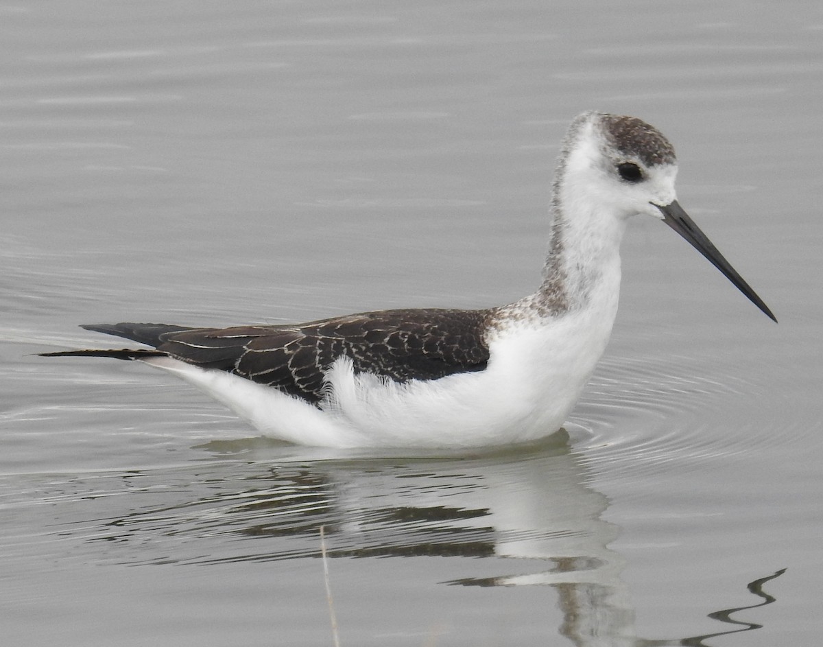 Pied Stilt - ML55430811