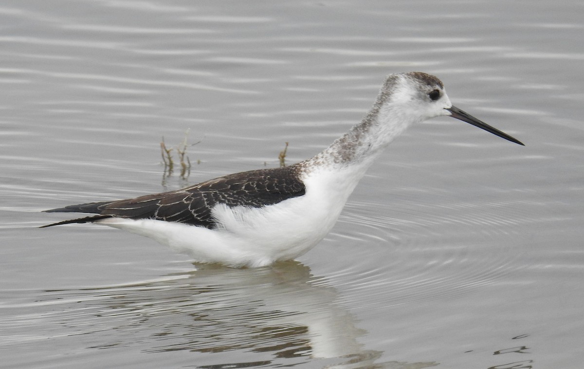 Pied Stilt - ML55430831