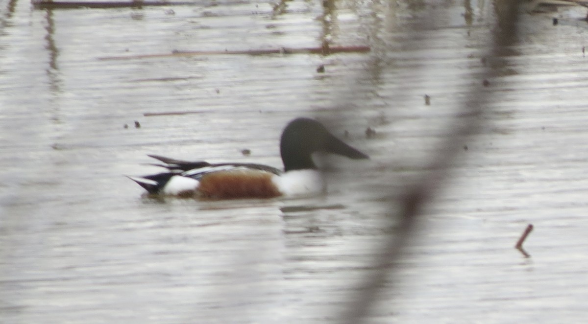 Northern Shoveler - ML554308951