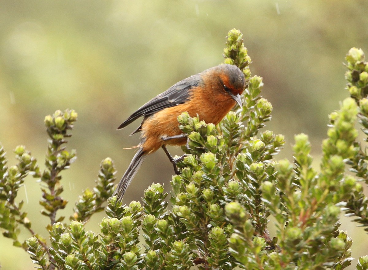 Rufous-browed Conebill - Gisèle Labonté