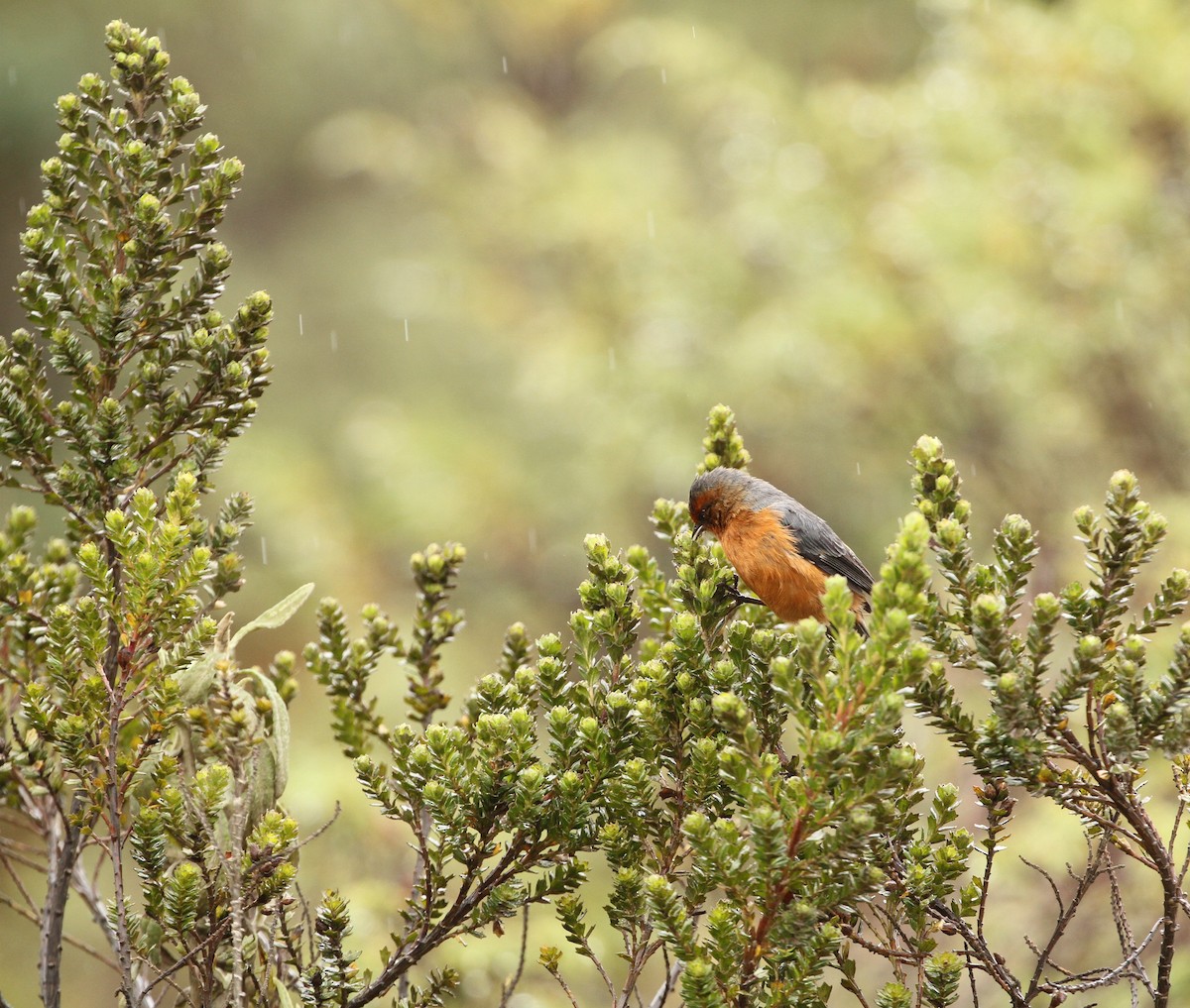 Rufous-browed Conebill - Gisèle Labonté