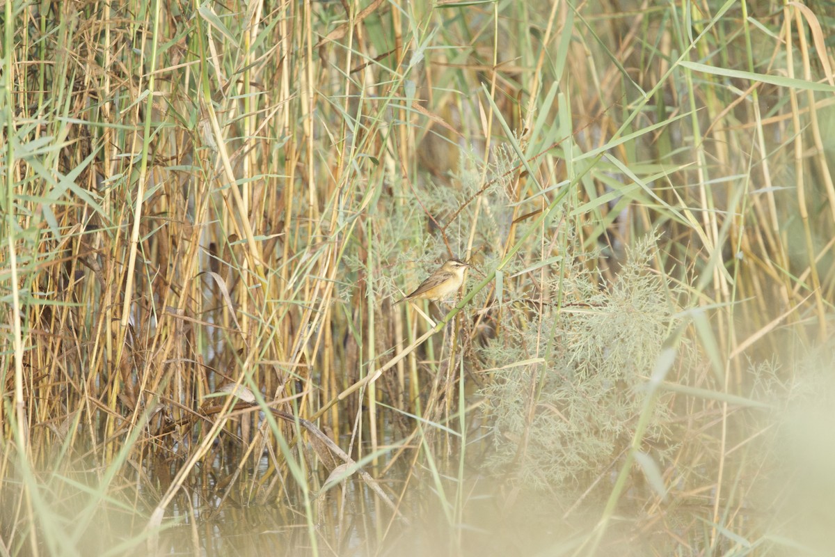 Sedge Warbler - ML554310211