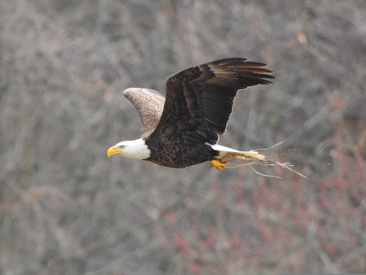 Bald Eagle - ML554310681