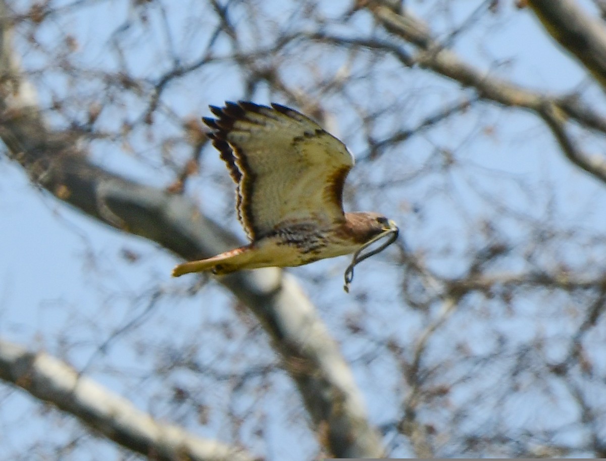 Red-tailed Hawk - ML554311261