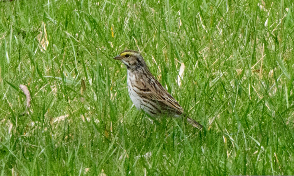 Savannah Sparrow - ML554311331