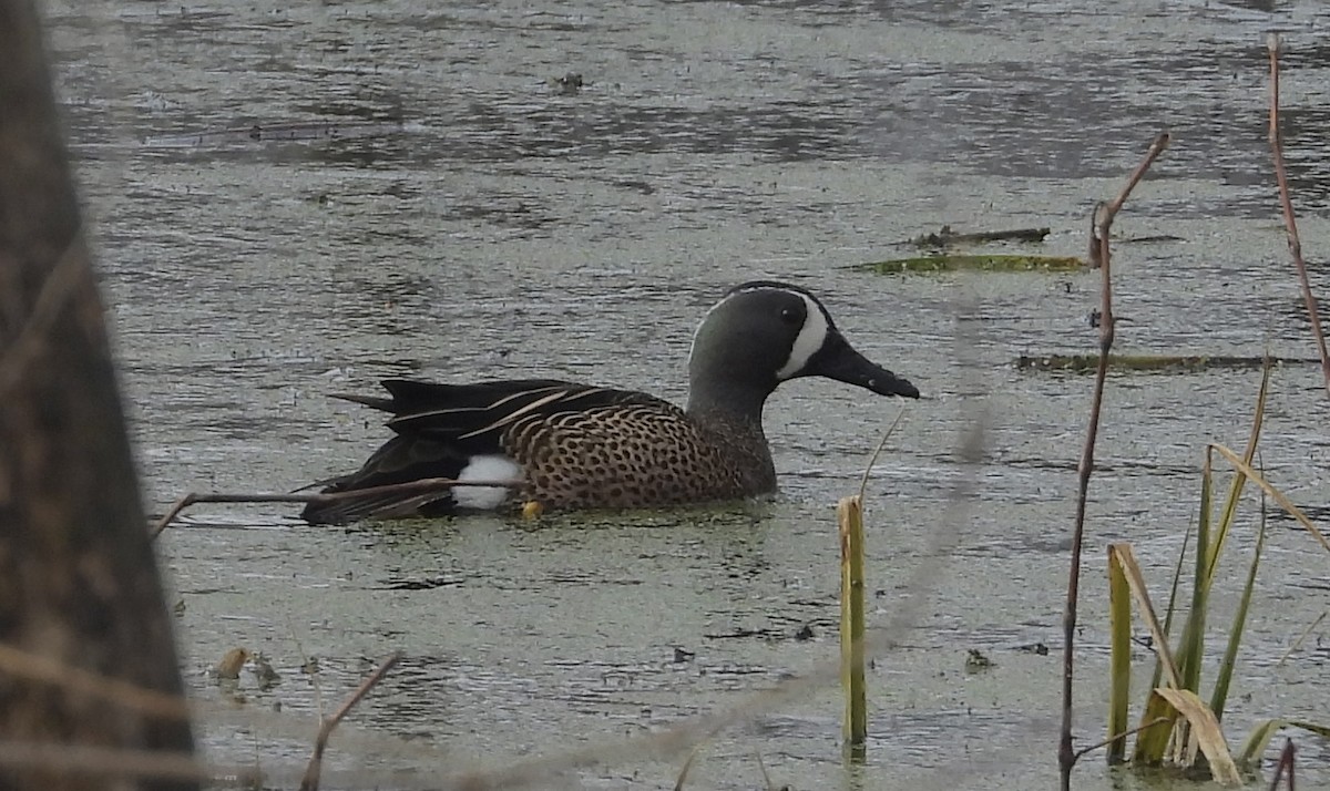 Blue-winged Teal - ML554311841