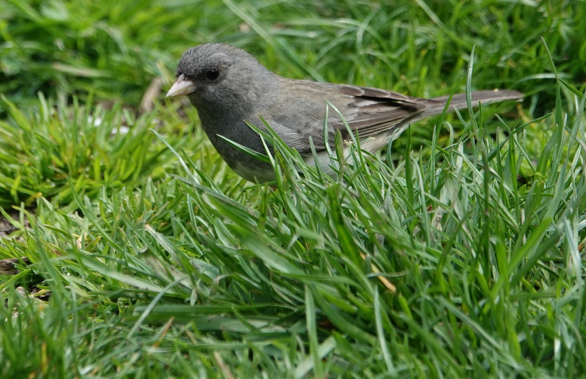 Dark-eyed Junco - ML554312001