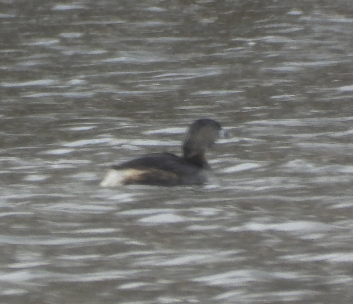 Pied-billed Grebe - ML554312011