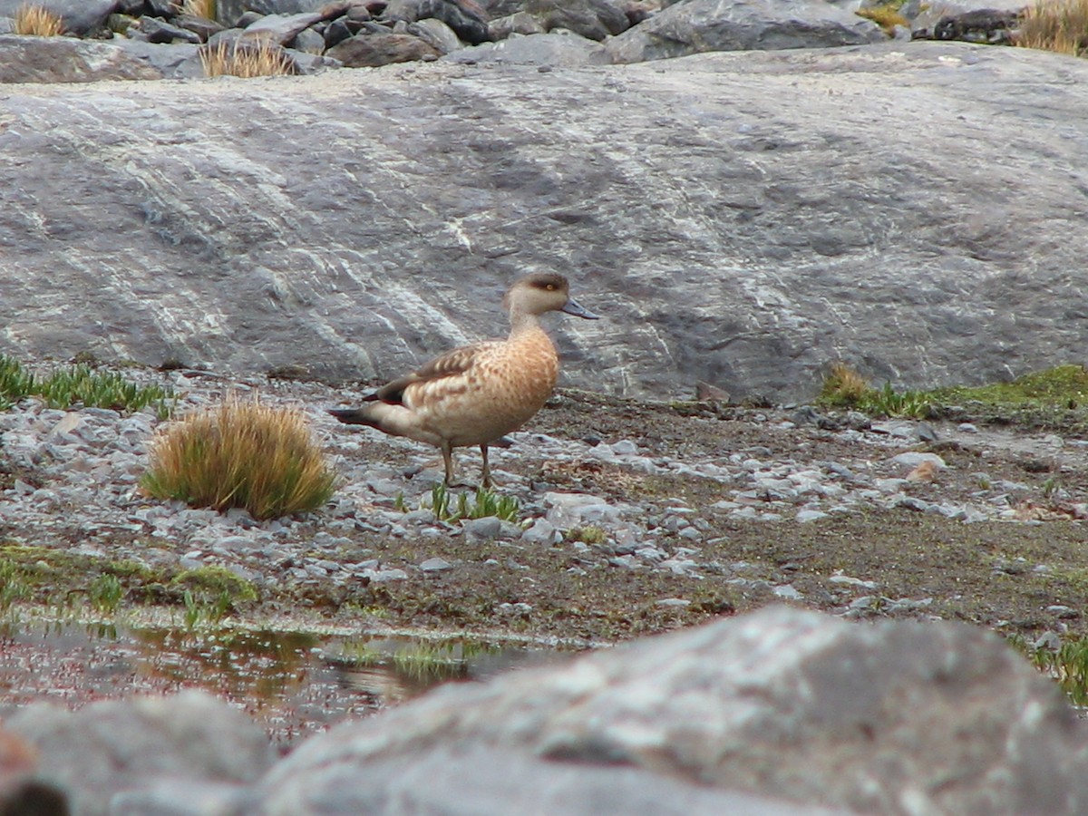 Crested Duck - ML554312851