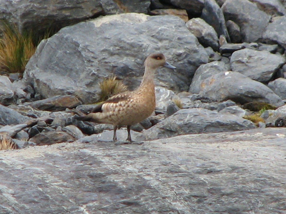 Crested Duck - ML554312891