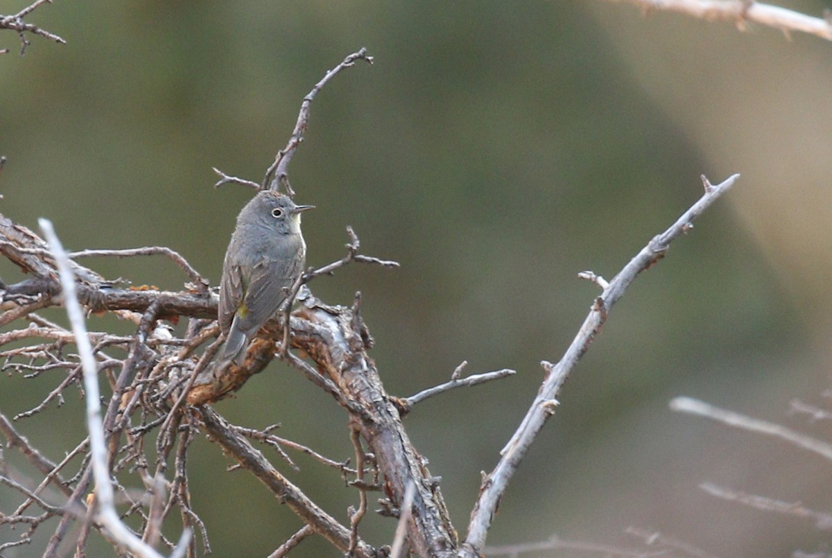 Virginia's Warbler - Ryan Schain