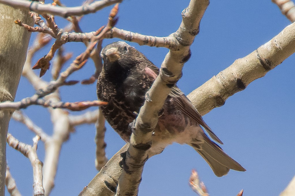 Black Rosy-Finch - ML554315221