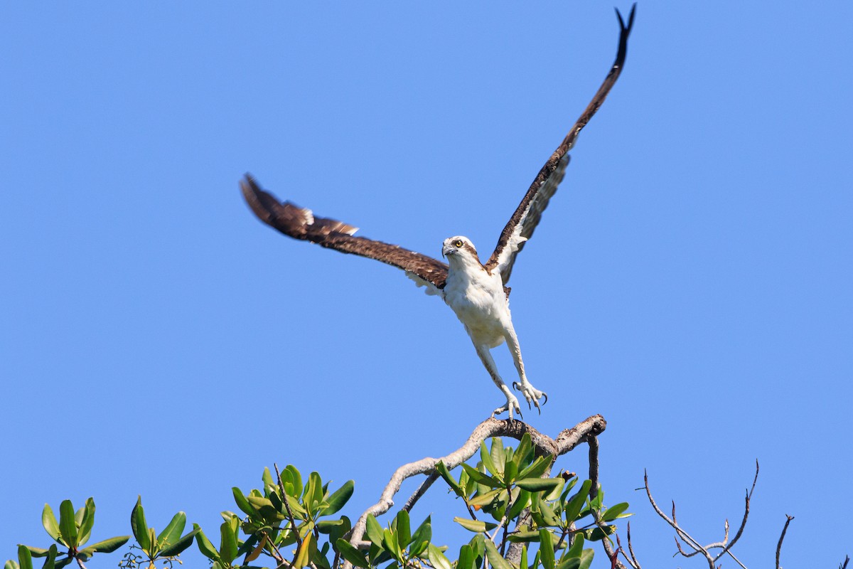 Balbuzard pêcheur - ML554315291