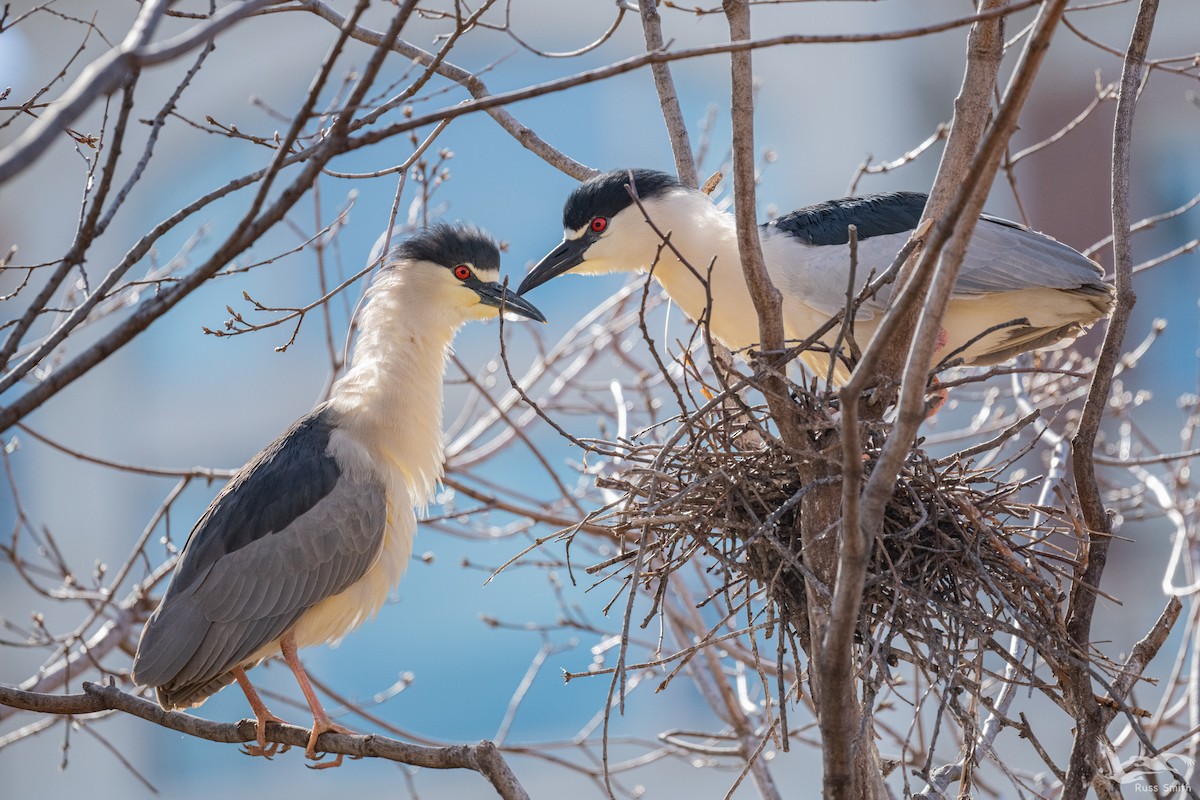 Black-crowned Night Heron - ML554319161