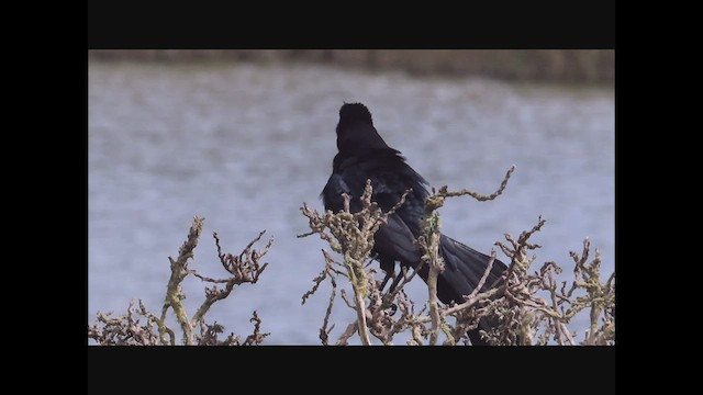 Great-tailed Grackle - ML554319691