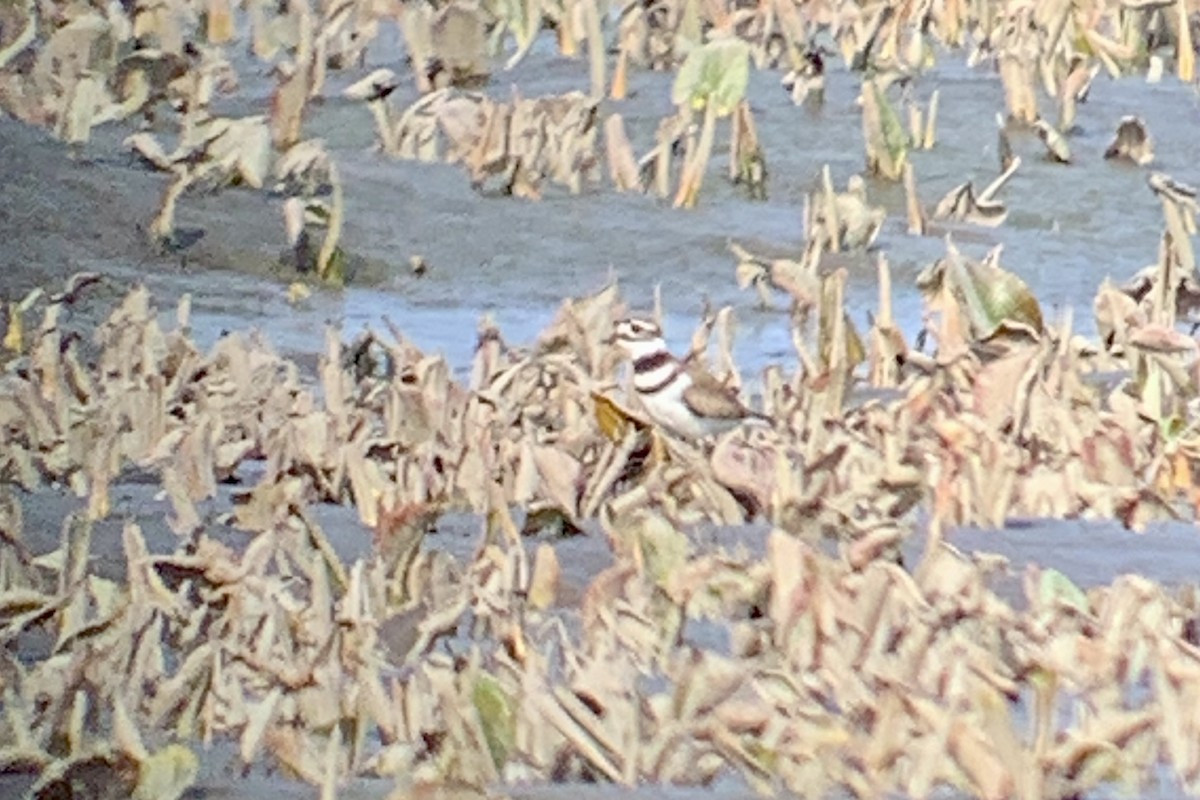 Killdeer - ML554320411
