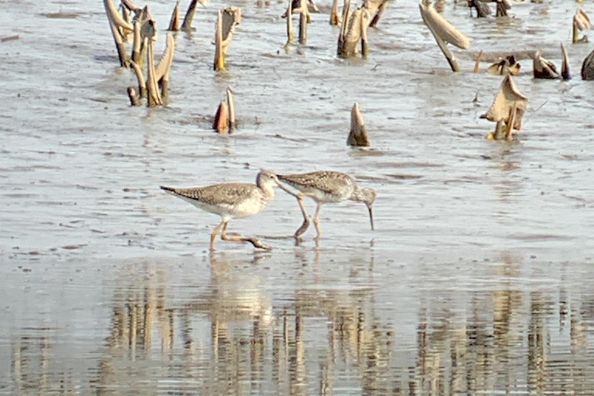 Greater Yellowlegs - ML554320501
